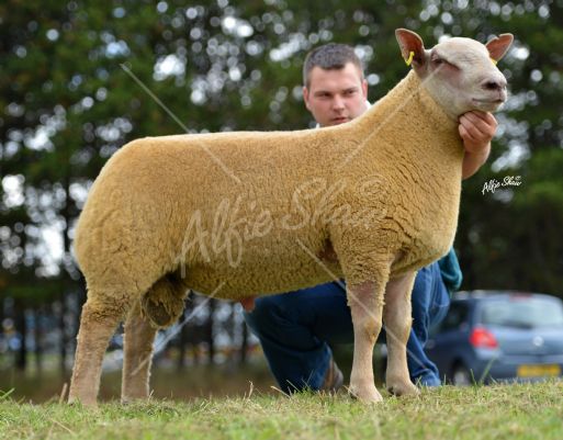 Reserve Champion Ram shown by Jonathan Aiken selling for 1200gns